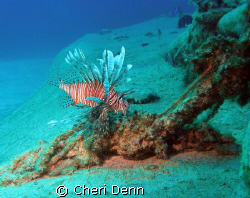 This picture was taken on the Nekton Pilot divesite known... by Cheri Denn 